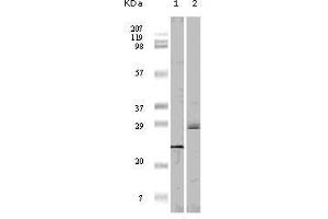 Western Blot showing 4E-BP1 antibody used against truncated 4E-BP1 recombinant protein (1)and A431 cell lysate (2). (eIF4EBP1 Antikörper)