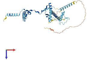 RRS1 Protein (AA 1-365) (His tag)