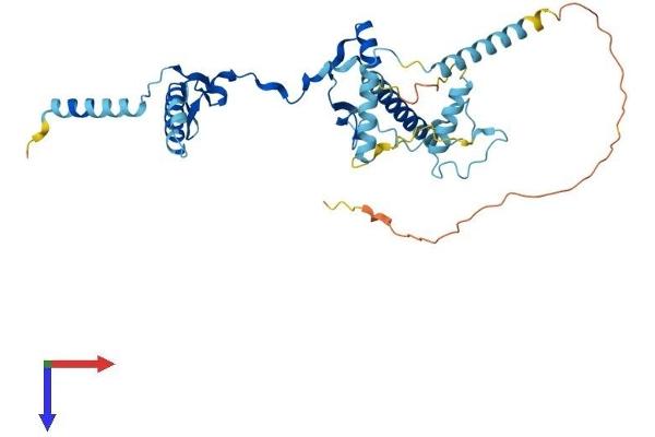 RRS1 Protein (AA 1-365) (His tag)