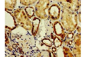 Immunohistochemistry of paraffin-embedded human kidney tissue using ABIN7161486 at dilution of 1:100 (ASAH2 Antikörper  (AA 255-506))