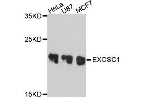 Western blot analysis of extract of various cells, using EXOSC1 antibody. (EXOSC1 Antikörper)