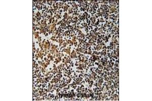 PYHIN1 Antibody (N-term) (ABIN651569 and ABIN2840306) immunohistochemistry analysis in formalin fixed and paraffin embedded human lymph tissue followed by peroxidase conjugation of the secondary antibody and DAB staining. (PYHIN1 Antikörper  (N-Term))