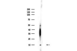 Western blot analysis of lysates from  cells(heat-shock,45 min treatment), using PF Antibody at 1/1000 dilution.