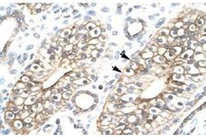 Immunohistochemical staining (Formalin-fixed paraffin-embedded sections) of human kidney with C1orf149 polyclonal antibody  at 4-8 ug/mL working concentration. (MEAF6 Antikörper  (N-Term))