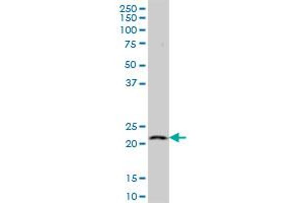 SLC50A1 antibody  (AA 1-167)