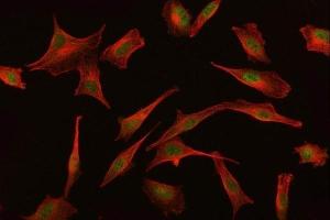 IF analysis of BAT3/BAG6 using anti-BAT3/BAG6 antibody (ABIN6719601) and anti-Beta Tubulin antibody (ABIN7602743). (BAT3 Antikörper)