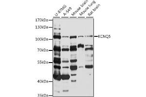 Western blot analysis of extracts of various cell lines, using KCNQ5 antibody (ABIN7269479) at 1:1000 dilution.