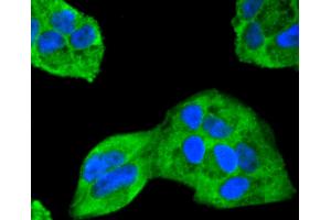 HeLa cells were fixed in paraformaldehyde, permeabilized with 0. (ERK2 Antikörper)