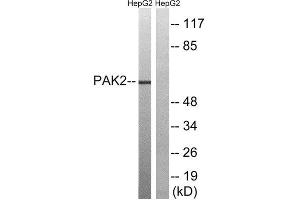 Western Blotting (WB) image for anti-P21-Activated Kinase 2 (PAK2) (Ser192) antibody (ABIN1848248) (PAK2 Antikörper  (Ser192))