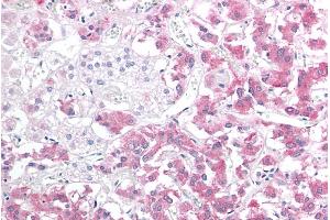 ABIN184852 (10µg/ml) staining of paraffin embedded Human Adrenal Gland. (HSPB8 Antikörper  (C-Term))