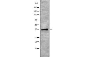 Western blot analysis of PLSCR4 using MCF7 whole cell lysates (PLSCR4 Antikörper  (Internal Region))