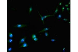 Immunofluorescence (IF) image for anti-Aurora Kinase C (AURKC) (AA 12-143) antibody (ABIN7145083)