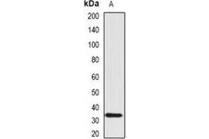 Western blot analysis of SCO1 expression in Hela (A) whole cell lysates.