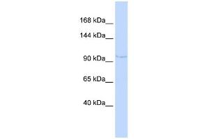 WB Suggested Anti-NDST4 Antibody Titration:  0. (NDST4 Antikörper  (N-Term))