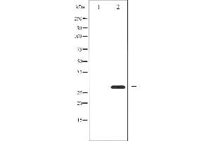 Western blot analysis of 14-3-3 zeta expression in Forskolin treated 293 whole cell lysates,The lane on the left is treated with the antigen-specific peptide. (14-3-3 zeta Antikörper  (Internal Region))