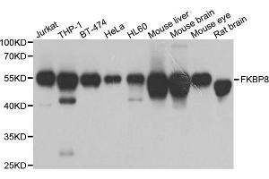 Western blot analysis of extracts of various cell lines, using FKBP8 antibody. (FKBP8 Antikörper)