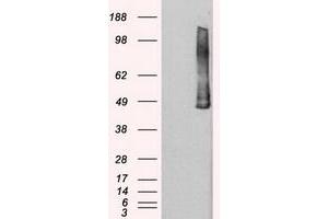 Image no. 2 for anti-Polo-Like Kinase 1 (PLK1) antibody (ABIN1500282) (PLK1 Antikörper)