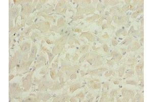 Immunohistochemistry of paraffin-embedded human heart tissue using ABIN7166610 at dilution of 1:100 (PID1 Antikörper  (AA 15-168))
