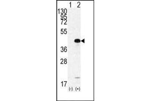 Western blot analysis of SOX2 (arrow) using rabbit polyclonal SOX2 Antibody  (ABIN6243285 and ABIN6577390). (SOX2 Antikörper  (AA 251-284))
