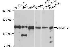 Western blot analysis of extracts of various cell lines, using C17orf70 antibody (ABIN5996290) at 1/1000 dilution. (C17orf70 Antikörper)