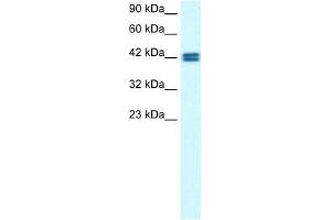Human HepG2; WB Suggested Anti-OR13C9 Antibody Titration: 0. (OR13C9 Antikörper  (Middle Region))