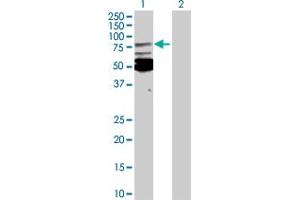 Western Blot analysis of MSN expression in transfected 293T cell line by MSN MaxPab polyclonal antibody. (Moesin Antikörper  (AA 1-577))