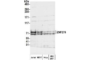 anti-Zinc Finger Protein 276 (ZNF276) (AA 564-614) antibody