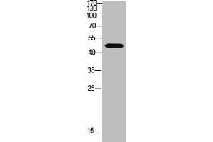 Western blot analysis of Hela Cell Lysate using antibody. (WISP3 Antikörper  (AA 1-50))