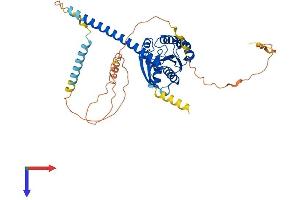 ARL13B Protein (AA 1-428) (His tag)