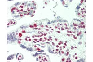 Anti-TCERG1 / CA150 antibody IHC staining of human placenta. (TCERG1 Antikörper  (AA 1-50))