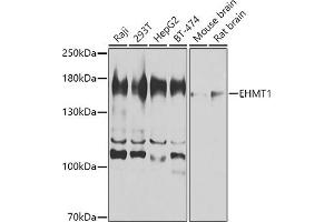Western blot analysis of extracts of various cell lines, using EHMT1 antibody (ABIN6130358, ABIN6140012, ABIN6140013 and ABIN6224602) at 1:1000 dilution. (EHMT1 Antikörper  (AA 1-260))