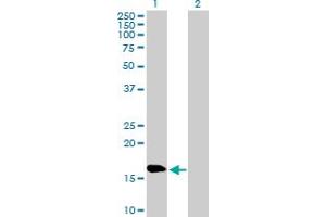 Western Blot analysis of NPC2 expression in transfected 293T cell line by NPC2 MaxPab polyclonal antibody. (NPC2 Antikörper  (AA 1-151))