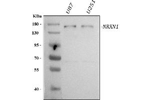 Western blot analysis of Neurexin 1/NRXN1 using anti-Neurexin 1/NRXN1 antibody (ABIN5693015).