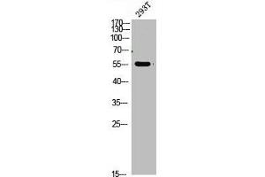 Western Blot analysis of 293t cells using primary antibody diluted at 1:1000(4 °C overnight). (FOXO4 Antikörper  (AA 170-200))