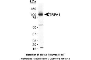 Image no. 1 for anti-Transient Receptor Potential Cation Channel, Subfamily A, Member 1 (TRPA1) (AA 1-100), (N-Term) antibody (ABIN363552) (TRPA1 Antikörper  (N-Term))
