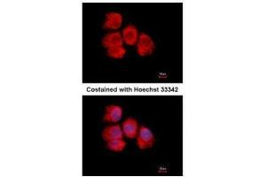 Immunofluorescence (IF) image for anti-IMP (Inosine 5'-Monophosphate) Dehydrogenase 2 (IMPDH2) antibody (ABIN2855167)