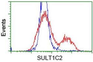 Image no. 1 for anti-Sulfotransferase Family, Cytosolic, 1C, Member 2 (SULT1C2) antibody (ABIN1501233) (SULT1C2 Antikörper)