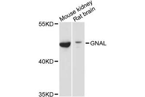 Western blot analysis of extracts of various cell lines, using GNAL antibody (ABIN6293328) at 1:3000 dilution.