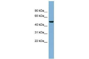SMYD1 antibody used at 0. (SMYD1 Antikörper  (N-Term))