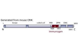 Image no. 3 for anti-Citron (Rho-Interacting, serine/threonine Kinase 21) (CIT) (AA 1420-1612) antibody (ABIN968503) (CIT Antikörper  (AA 1420-1612))