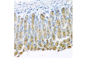 Immunohistochemistry of paraffin-embedded mouse stomach using UQCR10 antibody. (UQCR10 Antikörper)