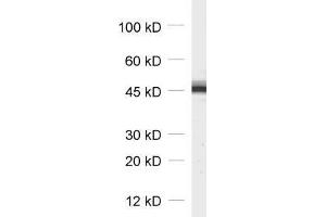 dilution: 1 : 1000, sample: synaptosomal fraction (P2) of rat brain (Cytohesin 3 Antikörper)