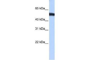 ZNF486 antibody used at 0. (ZNF486 Antikörper  (C-Term))