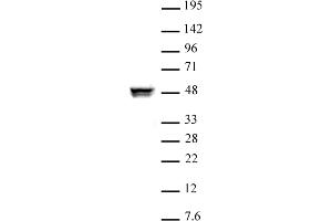 Western Blotting (WB) image for anti-C-terminal Binding Protein 2 (CTBP2) (Isoform 1), (Isoform 2) antibody (ABIN6971552)