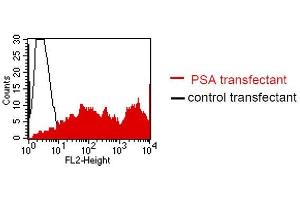 FACS analysis of BOSC23 cells using LT-3D2. (Prostate Specific Antigen Antikörper)