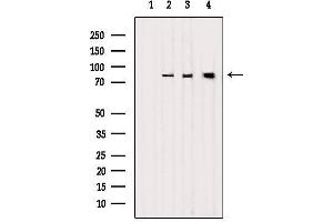 Western blot analysis of extracts from various samples, using LETM1 Antibody. (LETM1 Antikörper  (Internal Region))