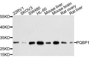 Western blot analysis of extracts of various cell lines, using PQBP1 antibody (ABIN5972450) at 1/1000 dilution. (PQBP1 Antikörper)