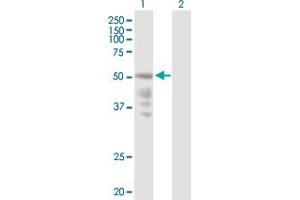 Western Blot analysis of CXCR4 expression in transfected 293T cell line by CXCR4 MaxPab polyclonal antibody. (CXCR4 Antikörper  (AA 1-352))