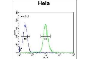 CLDN7 Antibody (C-term) (ABIN654139 and ABIN2844008) flow cytometric analysis of Hela cells (right histogram) compared to a negative control cell (left histogram).