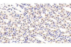 Detection of NCL in Mouse Kidney Tissue using Polyclonal Antibody to Nucleolin (NCL) (Nucleolin Antikörper  (AA 353-568))
